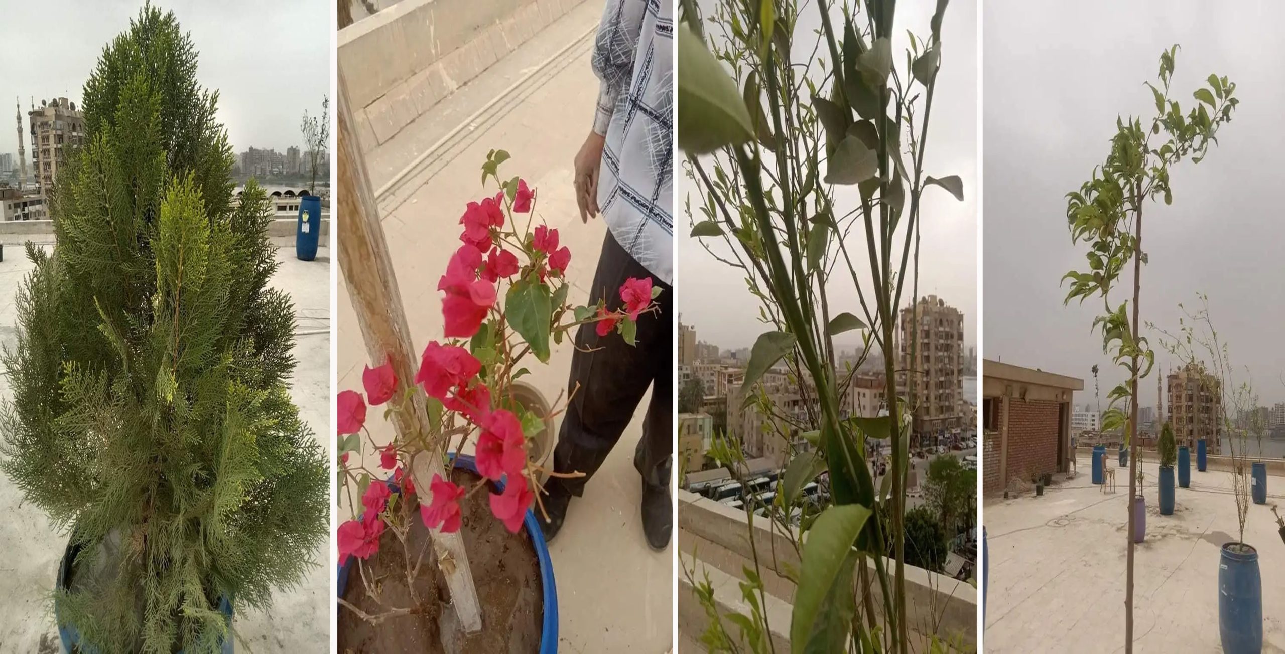 تجربة زراعة الأسطح بعلوم سوهاج تشهد نجاحاً ملحوظاً في مرحلتها الأولى