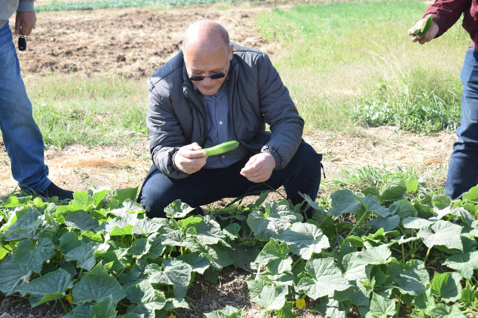 *علي مساحه ٦٠ فدان..رئيس جامعة سوهاج يشارك فى زراعة القمح والشعير والبرسيم بمزرعة الكوثر ويتفقد انتاجية محاصيل الخضر من الكرنب والقرنبيط والخيار والكوسة والبصل ويشيد بجودتها*